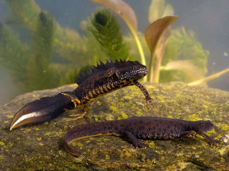 Great crested newts Sussex Wildlife Trust